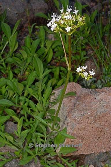 valeriana californica 1 graphic